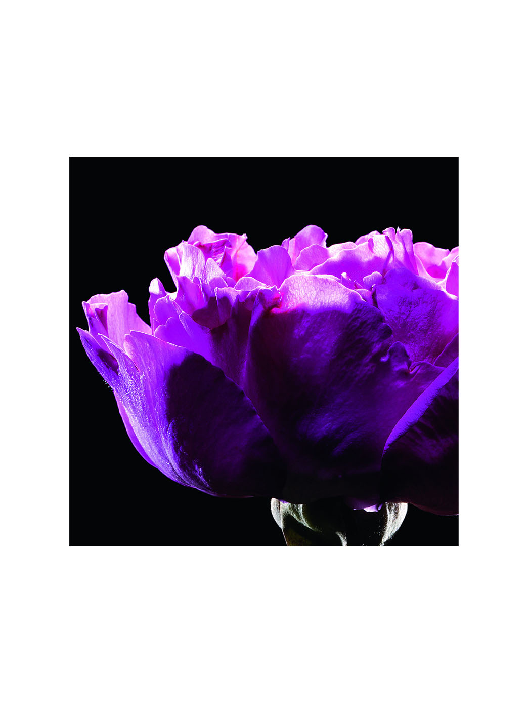 Paris Parfum Yves Saint Laurent Rose Amour Romantique