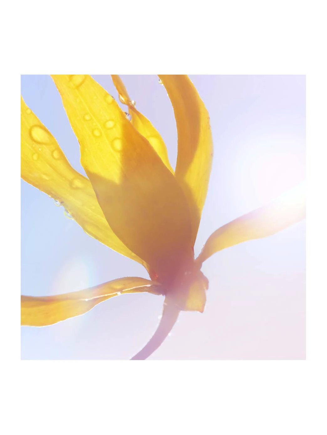La Vie Est Belle Soleil Cristal by Perfumerías Padilla