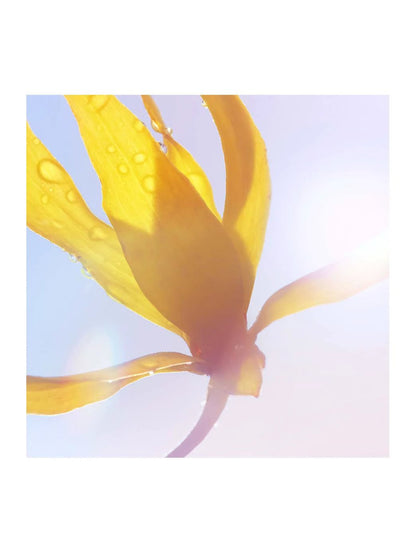 La Vie Est Belle Soleil Cristal by Perfumerías Padilla