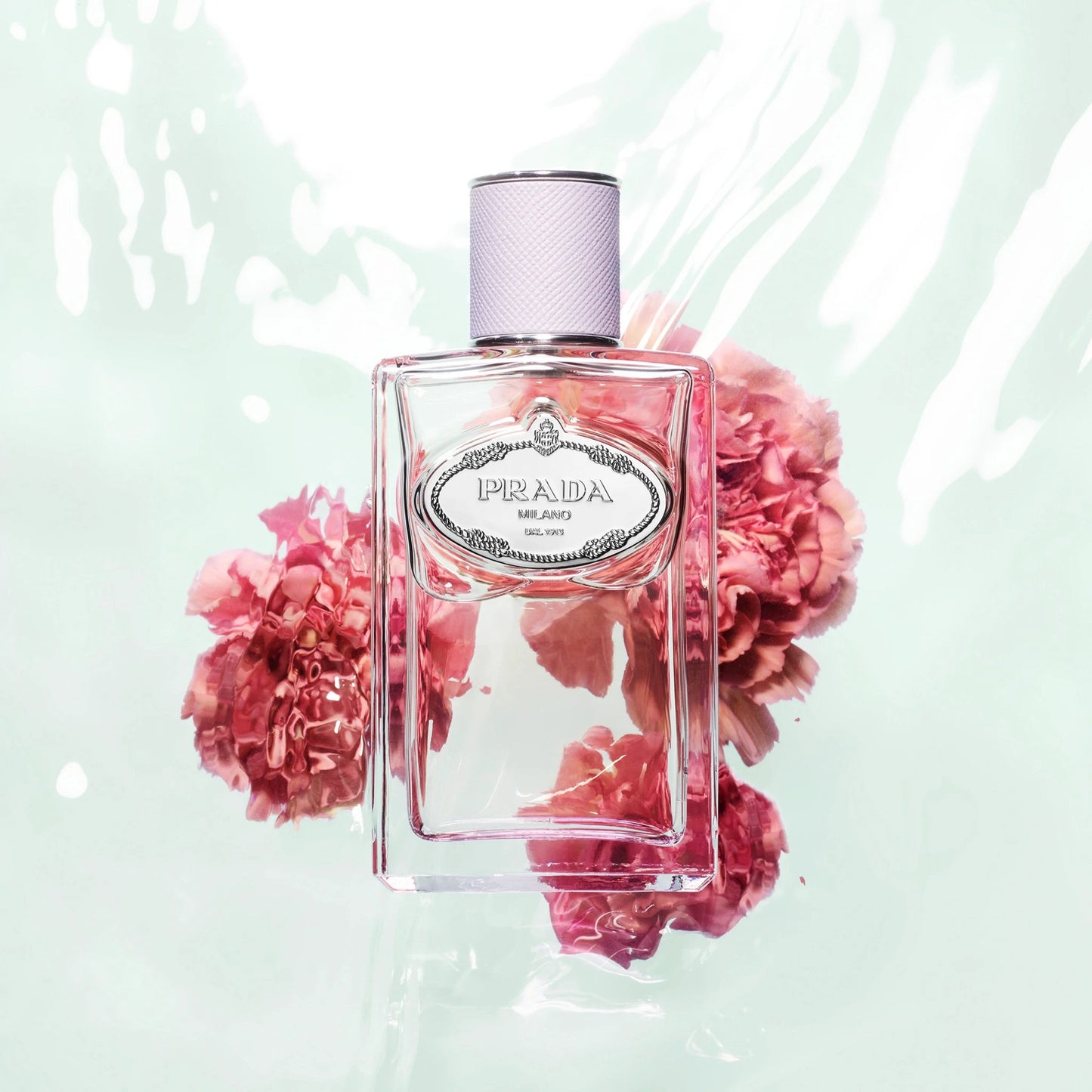 Infusion D'Oeillet