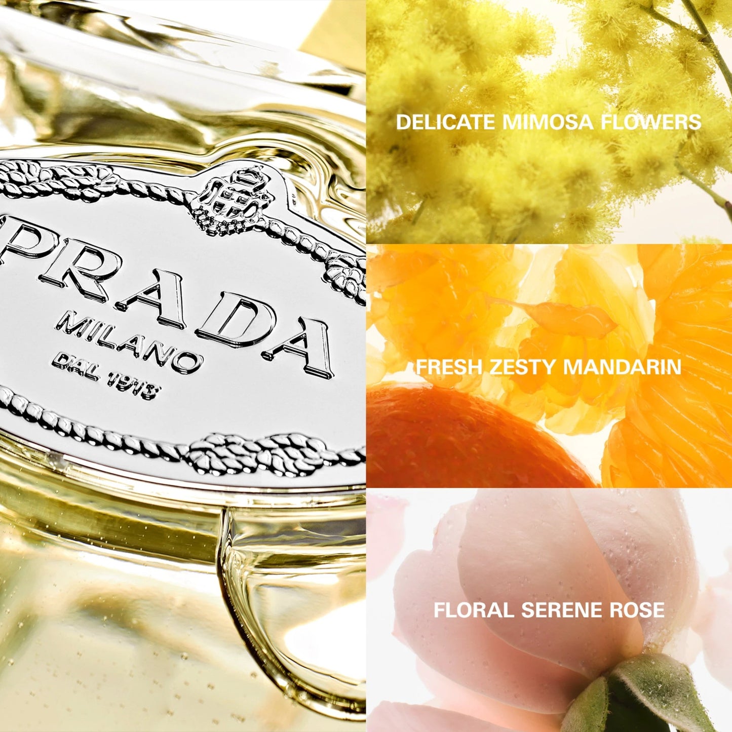 Infusion De Mimosa by Perfumerías Padilla
