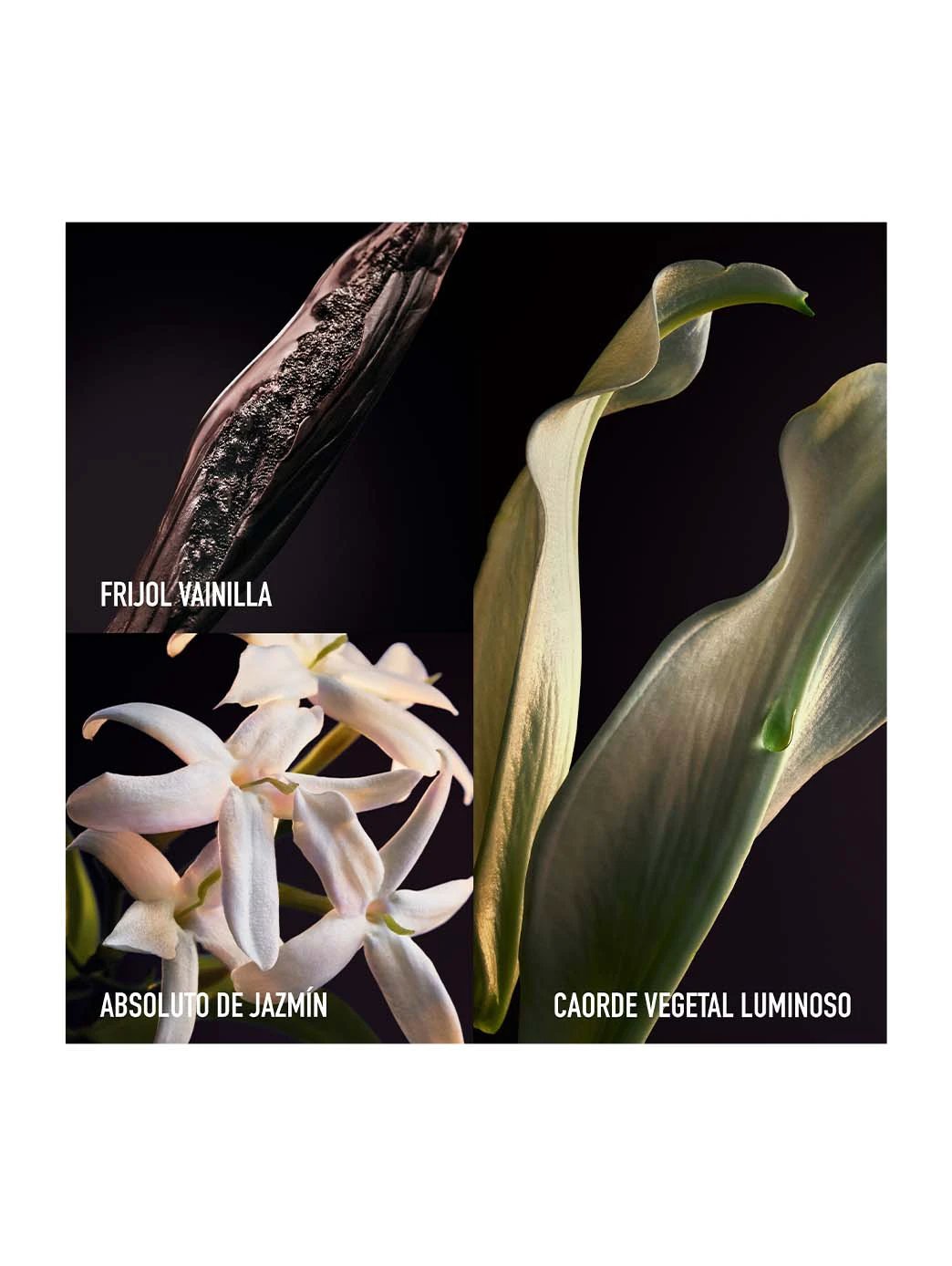 Olympéa Parfum by Perfumerías Padilla