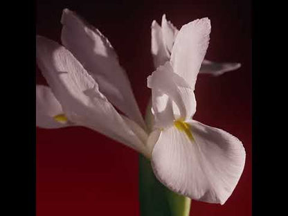 Rabanne Fame in Love Parfum Elixir